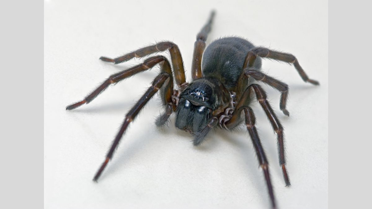 Feather-Legged Lace Weaver Spider Uses Toxic Silk Instead of Fangs to Kill Its Prey